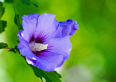 25 Purple ROSE Of SHARON HIBISCUS Syriacus Flower Tree Bush Seeds